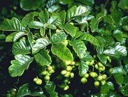 RHUS TOXICODENDRON, ÚTIL PARA EL DOLOR Y LA INFLAMACIÓN