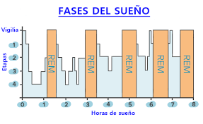 Fases del sueño